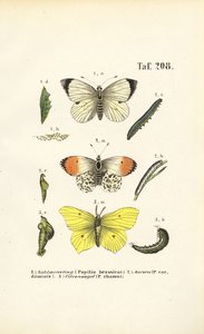 Původní motýli a jejich vývojová stádia od J. W. Tenhaeff