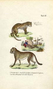 Ocelot, gepard a lov geparda od J. W. Tenhaeff