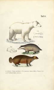 Lední medvěd, jezevec a rosomák s anatomickými detaily od J. W. Tenhaeff