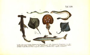 Primitivní ryby a rejnoci od J. W. Tenhaeff