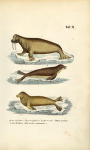 Lvíček, lachtan a mrož od J. W. Tenhaeff