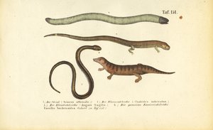 Skink, Skink válcovitý, Červík pomalý a Caecilian od J. W. Tenhaeff