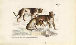 Bernardýnští psi při záchraně od J. W. Tenhaeff