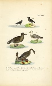 Bouřňák, buřňák velký, albatros a husa fazolová od J. W. Tenhaeff