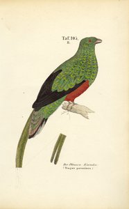 Quetzal pavonský