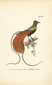 Červený rajský pták od J. W. Tenhaeff
