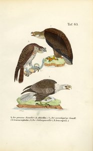 Tři druhy orlů mořských od J. W. Tenhaeff