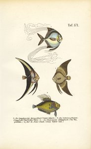 Tropické okrasné ryby od J. W. Tenhaeff