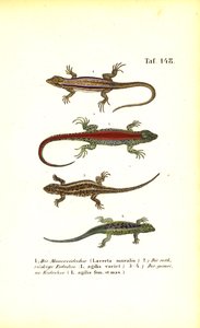 Různé druhy evropských ještěrů od J. W. Tenhaeff