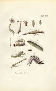 Larvy různého hmyzu a jejich morfologie od J. W. Tenhaeff