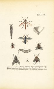 Různé druhy much a jejich vývojová stádia