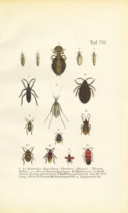 Různí parazité a praví brouci od J. W. Tenhaeff