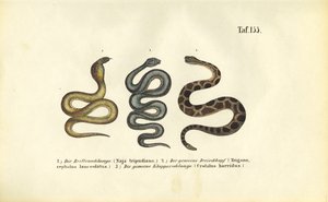 Jedovatí hadi: Chřestýš: kobra indická, chřestýš lesní a chřestýš lesní. od J. W. Tenhaeff