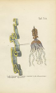 Venušin podvazek a měchýřník od J. W. Tenhaeff