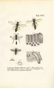 Vosy a jejich hnízdní stavby od J. W. Tenhaeff