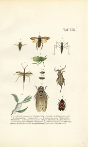 Vodní brouci a další hmyz od J. W. Tenhaeff