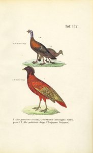 Divoký krocan a satyr Tragopan od J. W. Tenhaeff