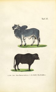 Zebu a buvol od J. W. Tenhaeff