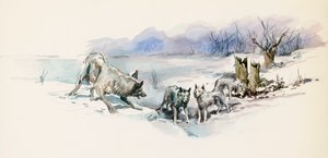 Smečka vlků, z Call of Wild, dobrodružný román Jacka Londona (1876-1916), kresba od Jack London