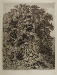 Sophora od Jacob Philippe Hackert