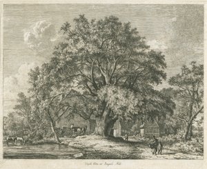 Blithfield - Wych Elm: lept, 1825 od Jacob George Strutt