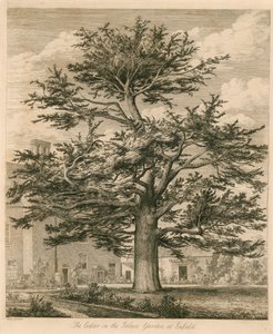 Cedr v palácové zahradě v Enfield, Middlesex od Jacob George Strutt