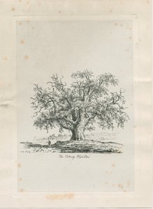 Tutbury - "Wych Elm": rytina, nd [c 1820] od Jacob George Strutt
