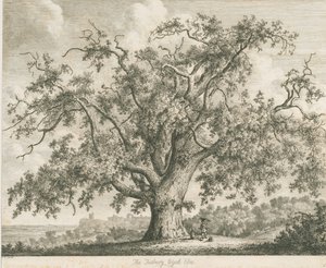 Tutbury - "Wych Elm": lept, nd [c 1820] od Jacob George Strutt