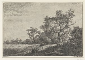 Kukuřičné pole od Jacob van Ruisdael
