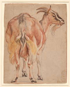 Koza, cca 1657 (křída a mytí zvýrazněné bílou) od Jacob Jordaens
