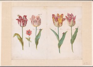 List z knihy tulipánů Čtyři tulipány s hmyzem a menší květina Soubor složených listů a s tulipány na obou stranách (název série)