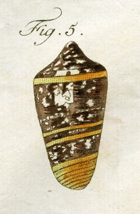 Ilustrace Conus Ammiralis (poddruh Summus), 1790 (ručně kolorovaná rytina)