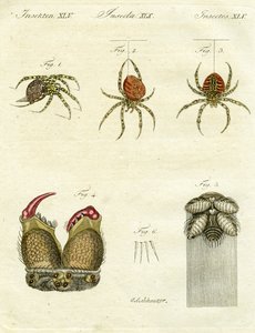 Ilustrace pavouků, 1790 (ručně kolorovaná rytina)