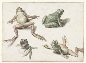 Čtyři studie žáby od Jacob de Gheyn (II)