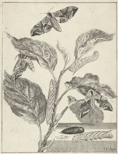 Listy s housenkami a motýly od Jacob l