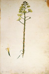 Stoletý rostlinný květ (Agave americana) od Jacopa Ligozziho