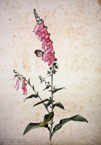 Herbář : Digitalis purpurea s Papilio paphia