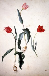 Herbář: Tulipa Gesneriana