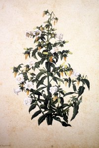 Herbier: Campanula od Jacopo Ligozzi