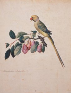 Prunus domesticus, z Alexandrova papouška od Jacopo Ligozzi