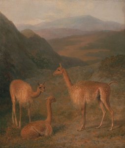 Vikuně od Jacques-Laurent Agasse