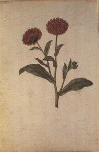 Ringelblume, ca. 1568 von Jacques  Le Moyne