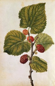 Mulberry: Morus Nigra, cca 1568 (barevná litografie) od Jacques (1533-88) Le Moyne