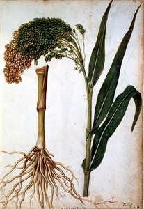 Setaria italica, ca. 1568 von Jacques  Le Moyne