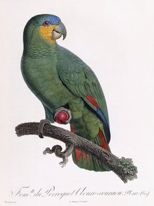 Samice papouška Douro-Couraou