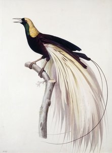 Greater Bird of Paradise, Samec