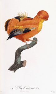 Muž Cock-of-the-rock