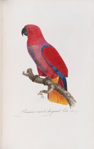 Premiere variete du Grand Lori, ryl Langlois, c.1801-05
