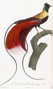Red Bird of Paradise