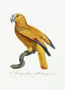Žlutý a červený papoušek, kolem 1801-05